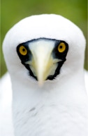 Masked Boobie Bird, cocos Islands, bird photography, North Keeling Island, Pulu Keeling, wildlife photography,Peta-Anne Photography