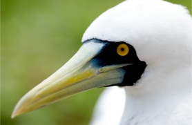Masked Boobie Bird, cocos Islands, bird photography, North Keeling Island, Pulu Keeling, wildlife photography,Peta-Anne Photography