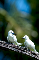 fairy terns, cocos islands, pulu keeling, north keeling island, bird photography, peta-anne photography
